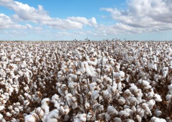 Abrapa e ABIT assinam compromisso para alavancar consumo interno de algodão