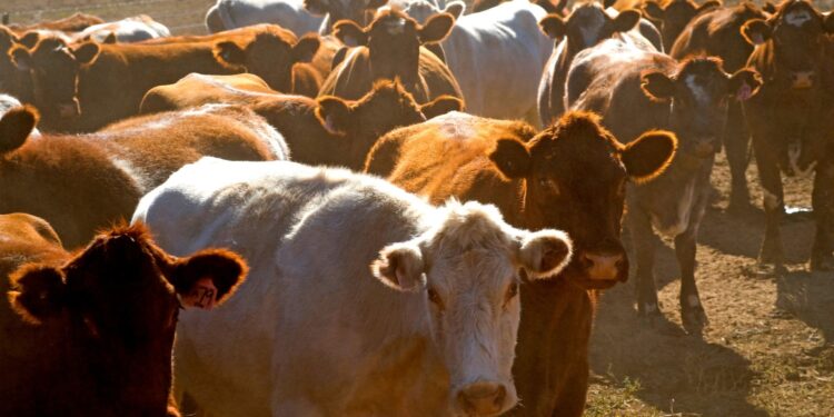 SP: prazo para declarar vacinação contra Brucelose e atualizar o rebanho vai até 6 de setembro