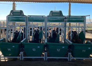 Embrapa testa farelo de mamona na dieta de bovinos de corte