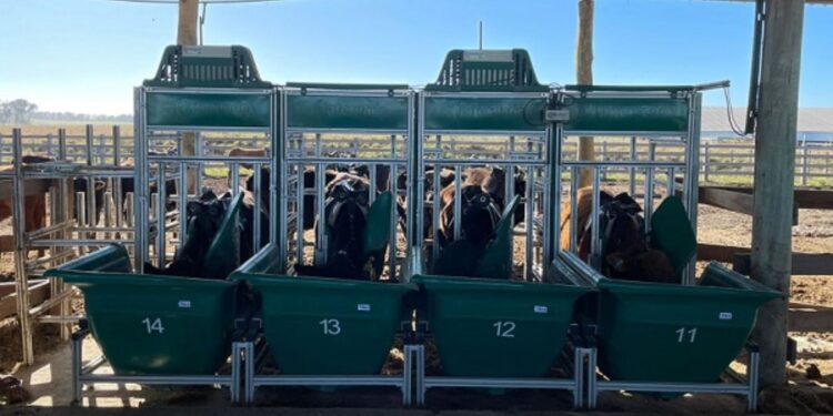 Embrapa testa farelo de mamona na dieta de bovinos de corte