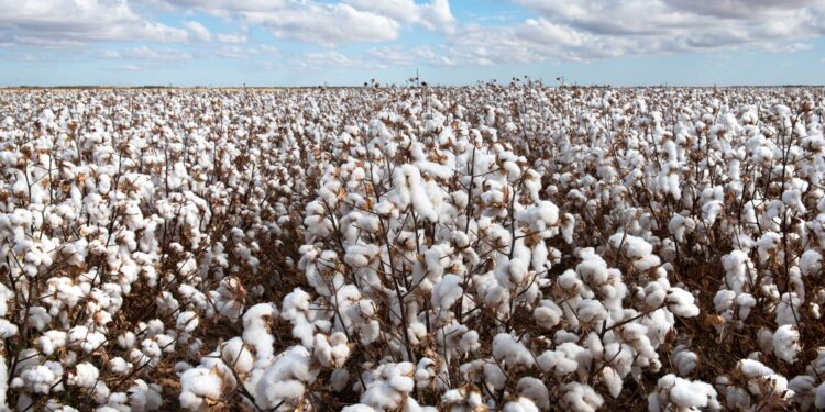 Preços do algodão iniciam setembro com maior volatilidade