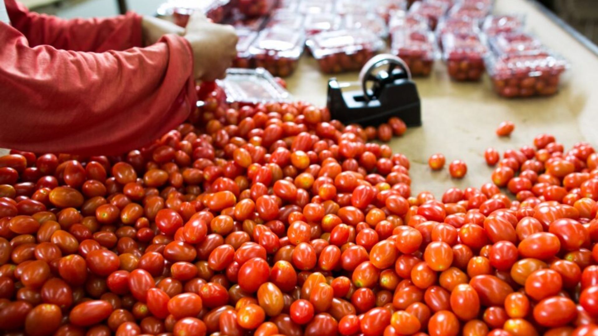 GO: produção de tomate deve crescer mais de 36% em 2024