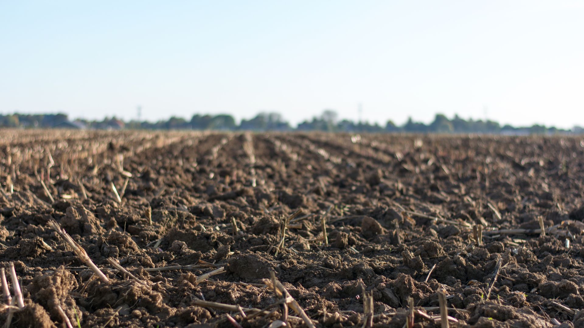 Veja como recuperar o solo agrícola após as queimadas