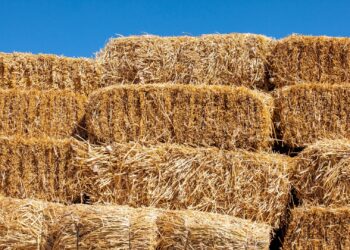 Canadá abre mercado para feno e fibra de coco do Brasil