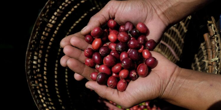 Preço do café robusta sobe 100% em 2024
