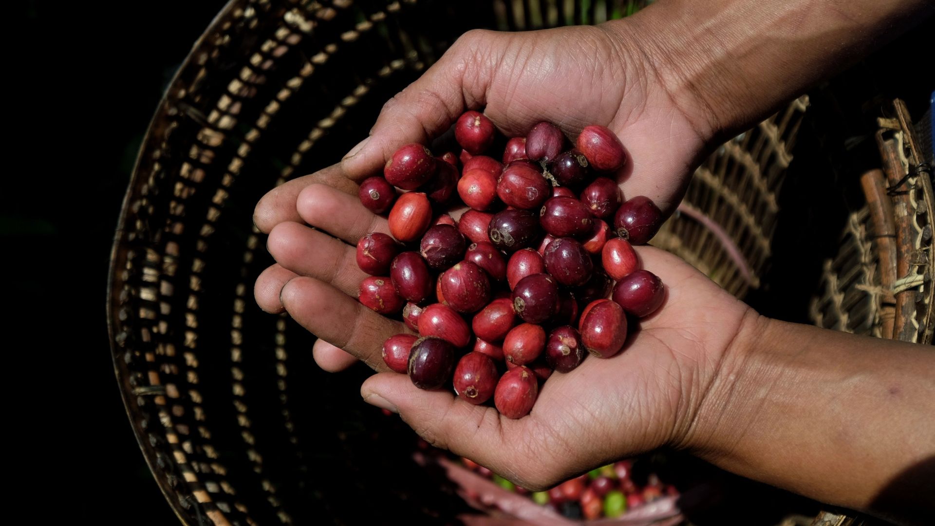 Preço do café robusta sobe 100% em 2024