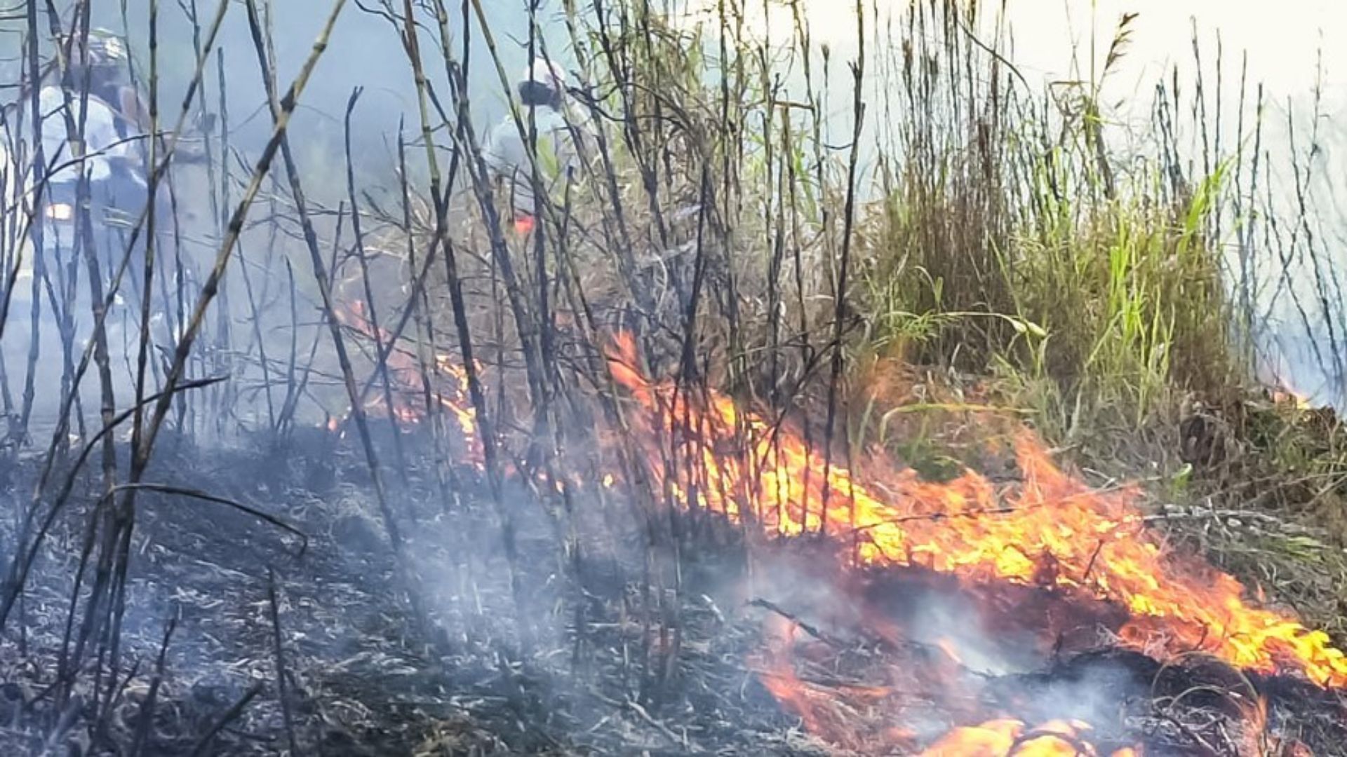 Paraná é o estado brasileiro com maior número de incêndios rurais