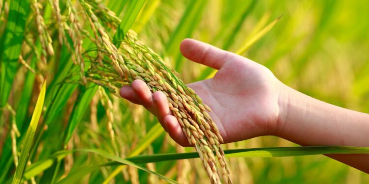 Disparidade entre preços do arroz reduz liquidez no mercado