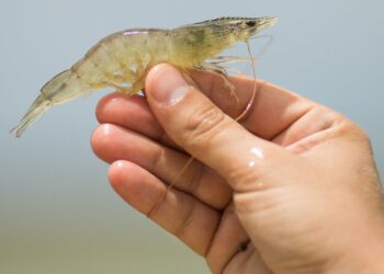 CNA debate importação de reprodutores de camarão