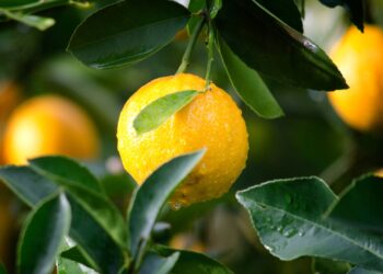 Incidência de greening chega a 44% no cinturão citrícola de SP e Triângulo Mineiro