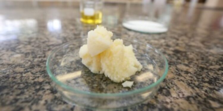 Macaúba pode ser aposta ecologicamente sustentável para substituir gordura trans