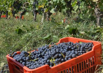 RS: safra de uvas apresenta queda de 26,58% em 2024