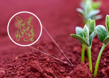 Bioinsumos podem gerar economia de mais de US$ 5 bi por ano ao agro brasileiro, aponta estudo