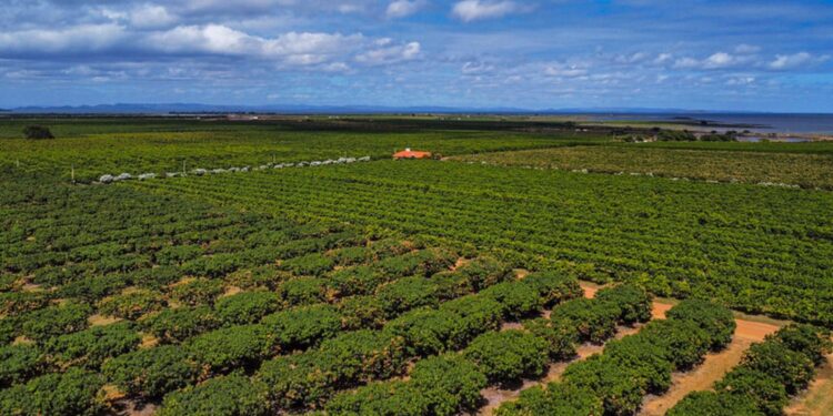 Prazo para produtor declarar ITR termina na segunda-feira (30)