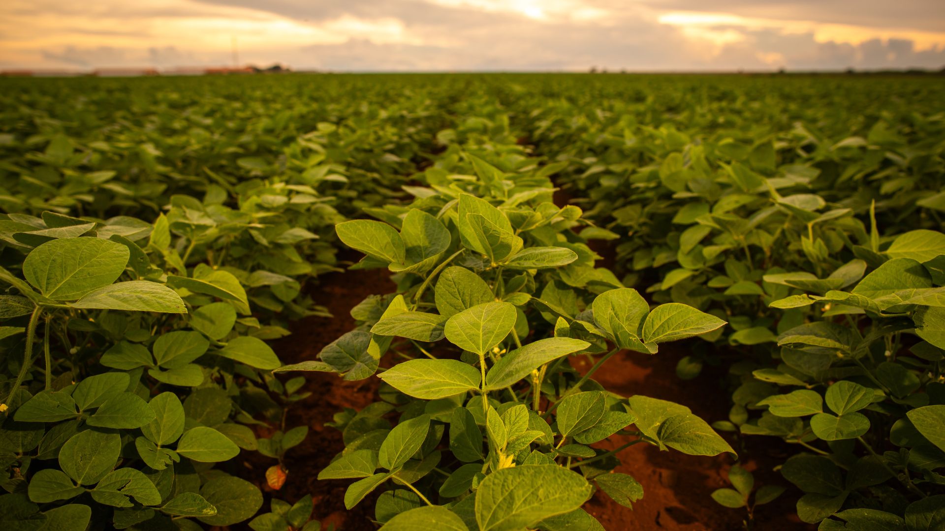 Estimativa de custo de produção da soja apresenta nova queda em setembro