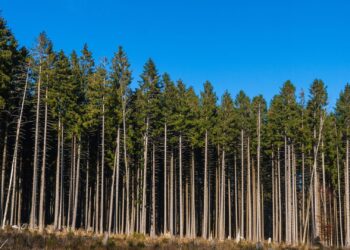 Área de florestas plantadas para extração de madeira cresce 2,4% em Goiás
