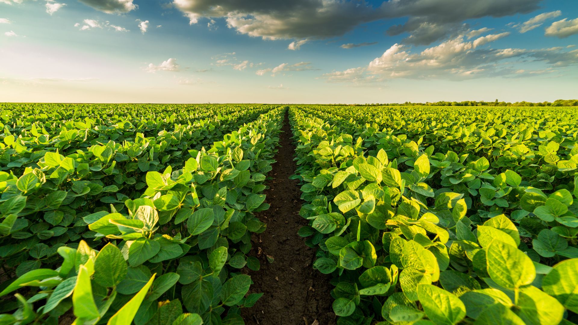 Primavera traz perspectivas otimistas para a agricultura, aponta Faesp