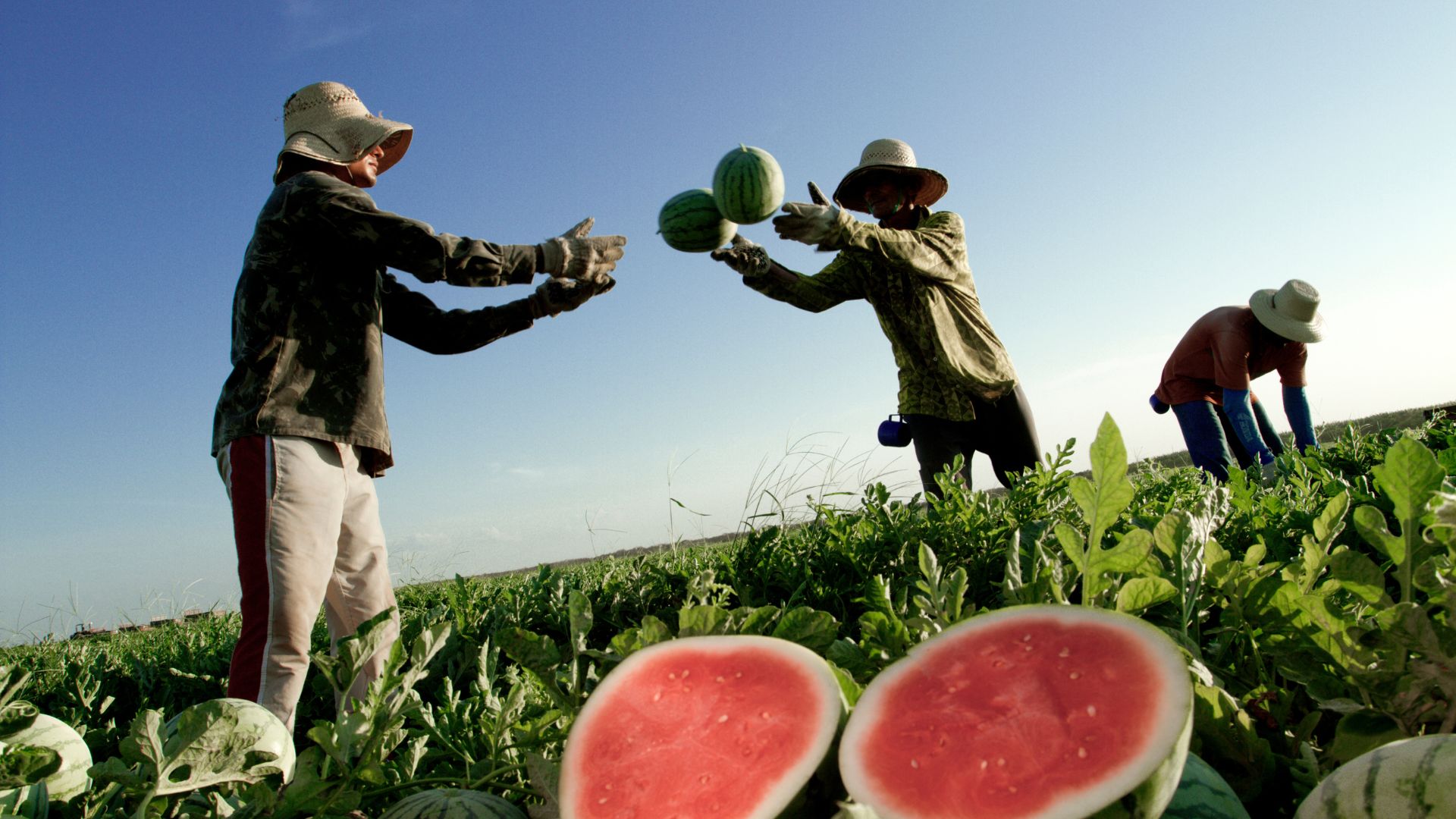 Agronegócio cria mais de 80 mil vagas de emprego no acumulado de 2024