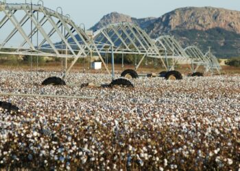 Especialistas destacam benefícios da agricultura irrigada no cultivo de algodão