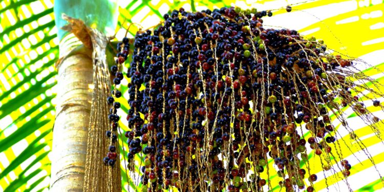 Dia do Açaí: Pará é líder nacional com mais de 90% da produção brasileira