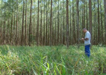 Cientistas brasileiros desenvolvem protocolo para monitorar emissões de GEE na agricultura