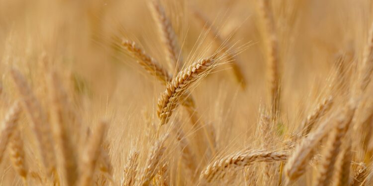 Governo aprova cota extra para importação de trigo sem tarifa