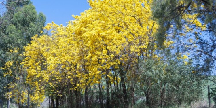 Primavera será de tempo mais seco no Rio Grande do Sul