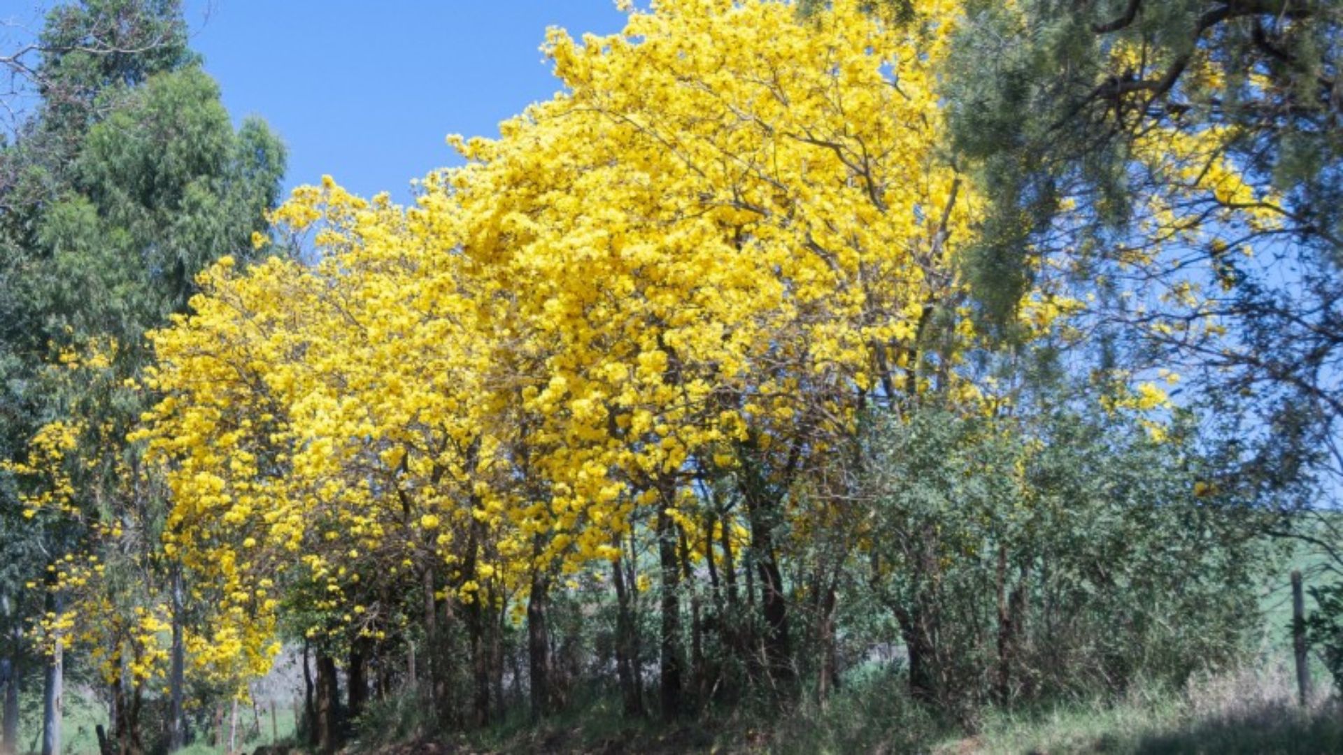 Primavera será de tempo mais seco no Rio Grande do Sul