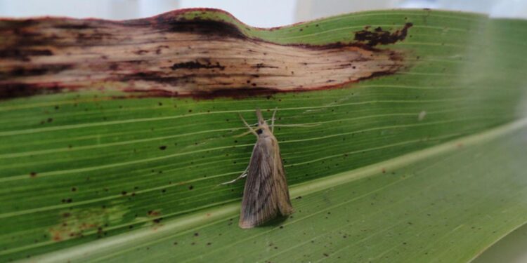 A broca-da-cana-de-açúcar é uma das principais pragas do sorgo