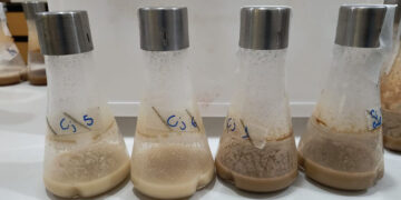 Cientistas da Embrapa encontram alternativa mais barata para a produção de biopesticidas