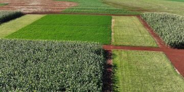 Embrapa apresenta diretrizes técnicas para certificação da soja de baixo carbono em evento no Paraná