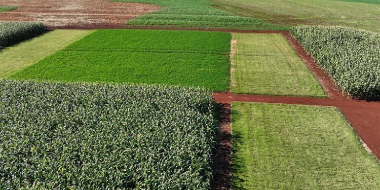 Embrapa apresenta diretrizes técnicas para certificação da soja de baixo carbono em evento no Paraná