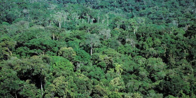 Ministério Público de MG dá início à Operação Mata Atlântica