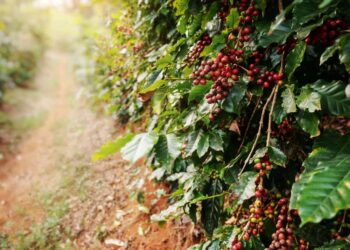 Estudo comprova que alterações hídricas podem causar danos aos frutos de café arábica