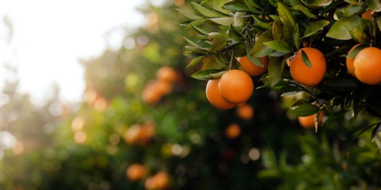 Produção de laranja registra queda devido às influências climáticas