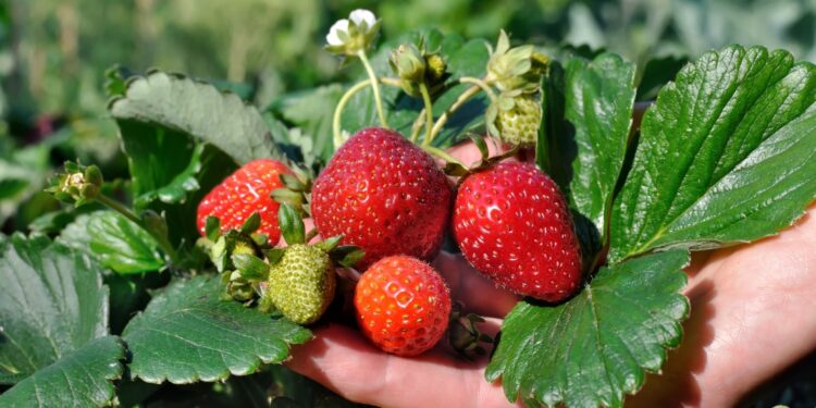 São Paulo estuda financiamento para produção de morango no estado