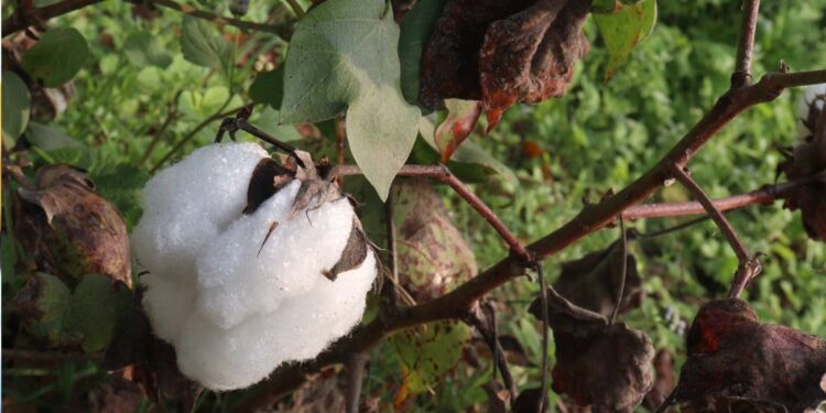 Abapa anuncia fim da colheita da safra 2023/2024 de algodão, com 345.431 hectares plantados