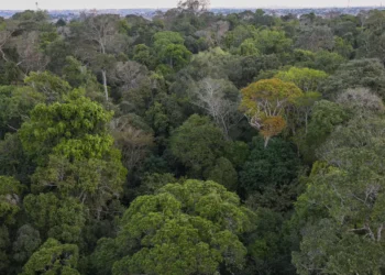 Senado analisa uso de recursos petrolíferos para conservação da Amazônia