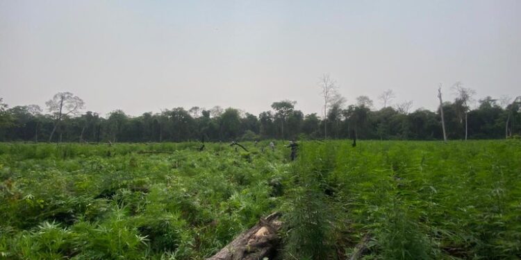 Alemanha, Colômbia, Emirados Árabes Unidos, Malásia e Noruega aderem ao Fundo Florestas Tropicais para Sempre