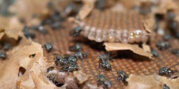 Pesquisa com abelhas mortas comprova uso de agrotóxico irregular