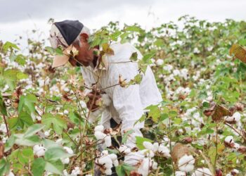 CE: Inpi reconhece Indicação de Procedência de algodão agroecológico produzido em Inhamuns