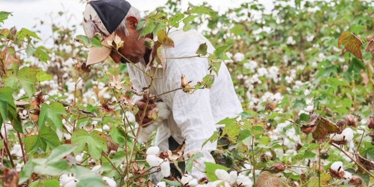 CE: Inpi reconhece Indicação de Procedência de algodão agroecológico produzido em Inhamuns