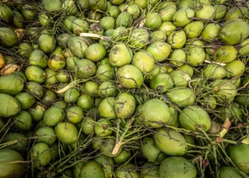 BA: Agricultura familiar intensifica produção de cocos para abastecer mercado turístico