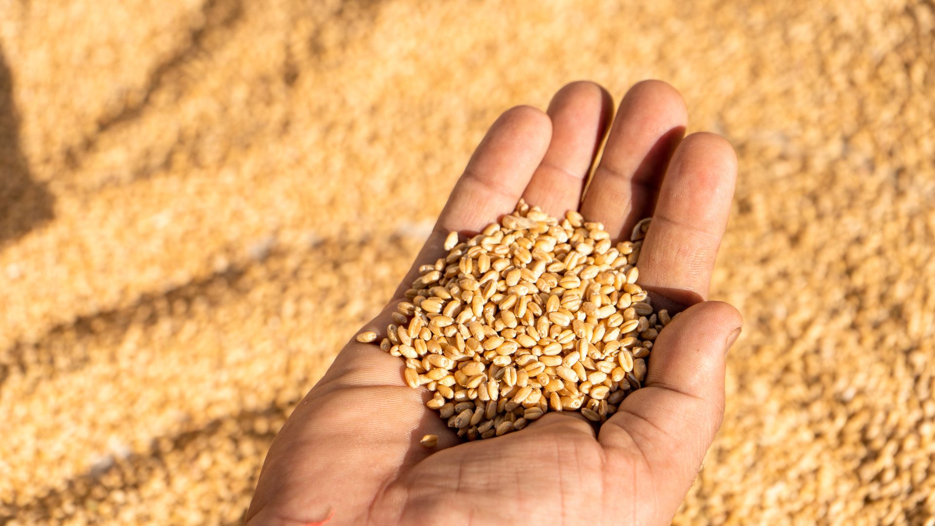 Brasil desburocratiza importação de trigo argentino e reforça abastecimento de moinhos