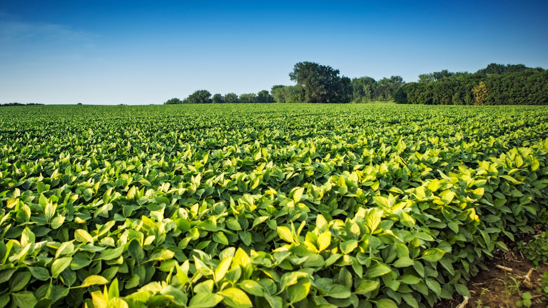 Goiás tem 11 municípios entre os 100 mais prósperos do agro brasileiro