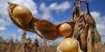 Governador de MT sanciona lei contra moratória da soja