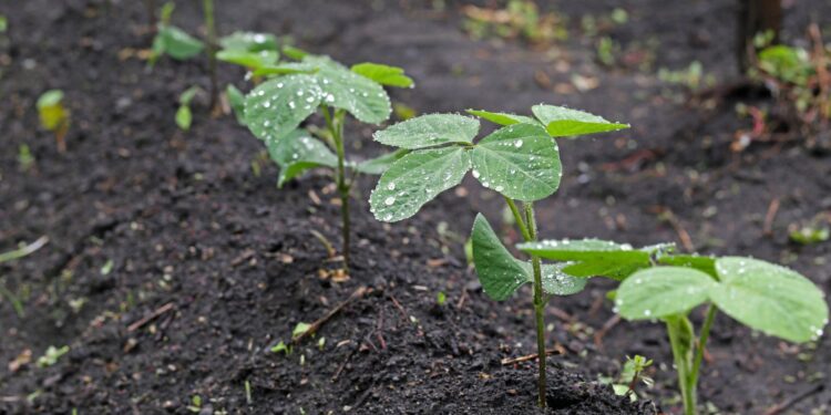 Previsão de chuva gera expectativa positiva no mercado de soja em grão