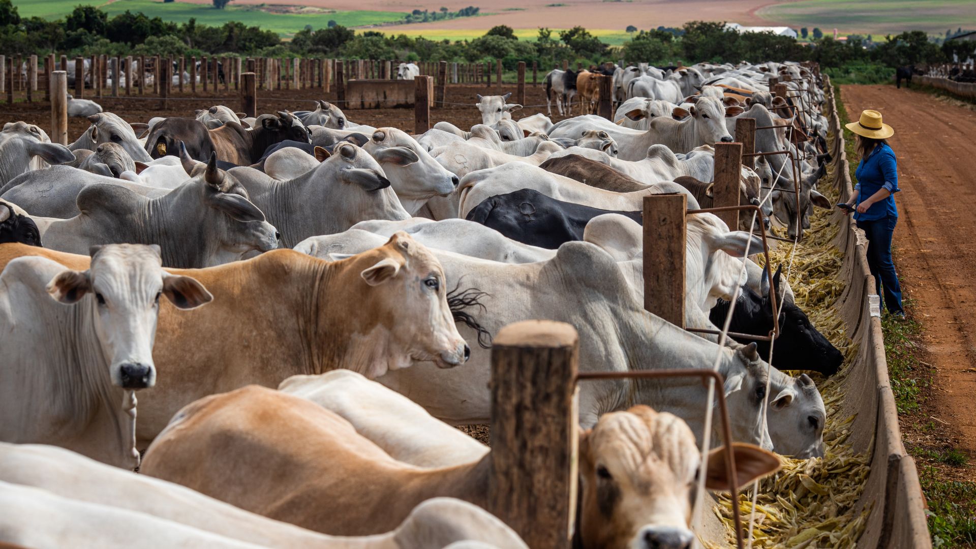 Dia Nacional da Pecuária: Brasil é o maior exportador de carne bovina do mundo