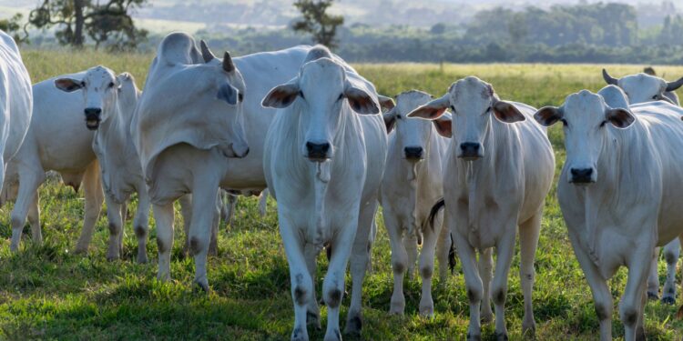 B3 troca indicador usado para liquidar os contratos do boi gordo no mercado futuro