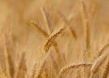 RS: colheita do trigo deve chegar a mais de 4 milhões de toneladas